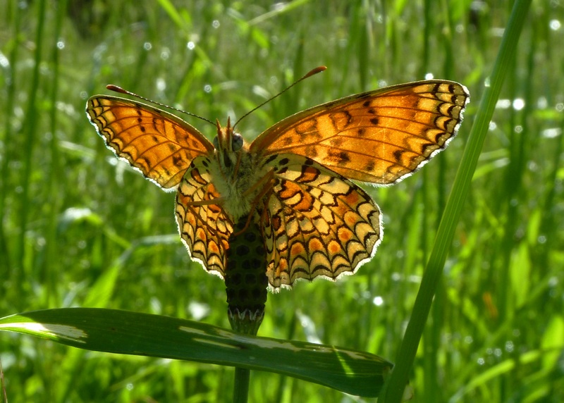 Melitaea molto dubbia : forse M. telona??